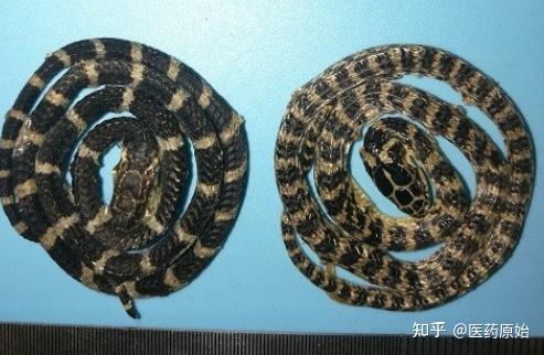 带你识别金钱白花蛇 知乎 带你识别金钱白花蛇 知乎