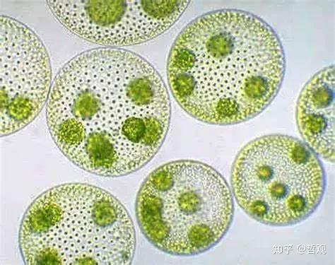 【植物学笔记】藻类植物 - 知乎