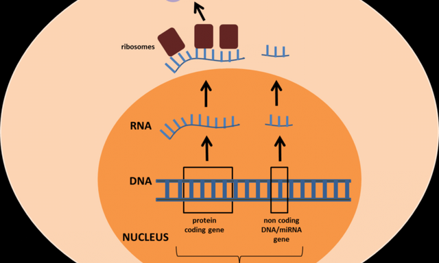 简单笼统地说,病毒分rna病毒和dna病毒(具体分类分4大类,但这里不做