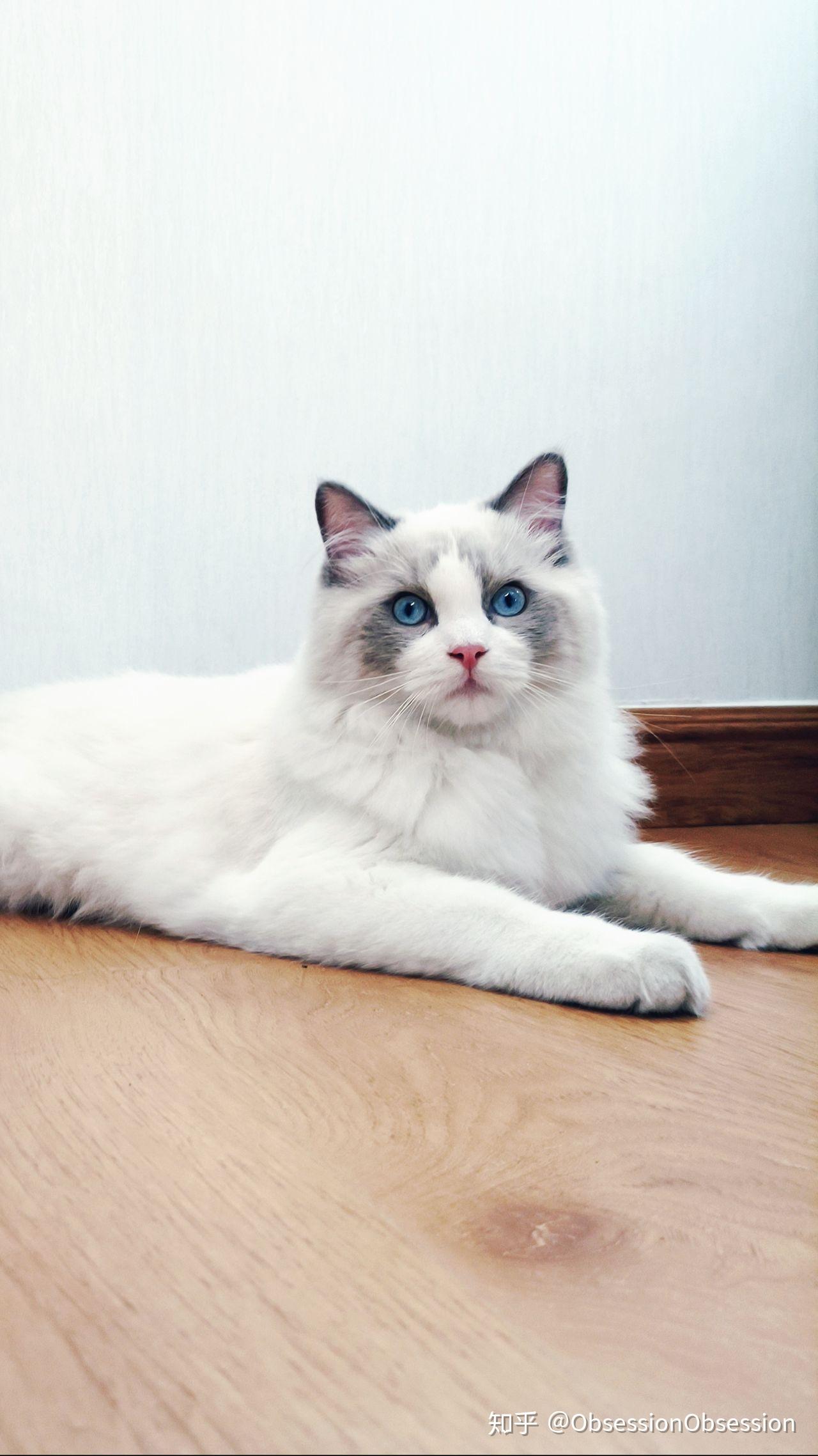 怎么看猫咪品相布偶 v2-c727abc3ce736b7a3683639eabdae56f_r.jpg