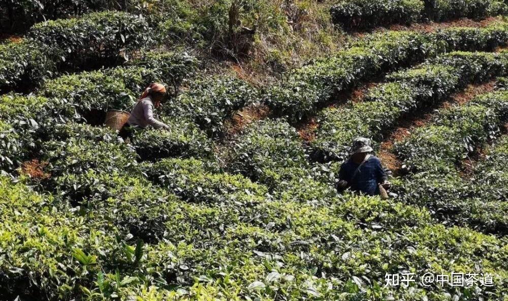 要理解兩者的區別,首先我們需要弄清楚什麼是臺地茶,什麼是古樹茶