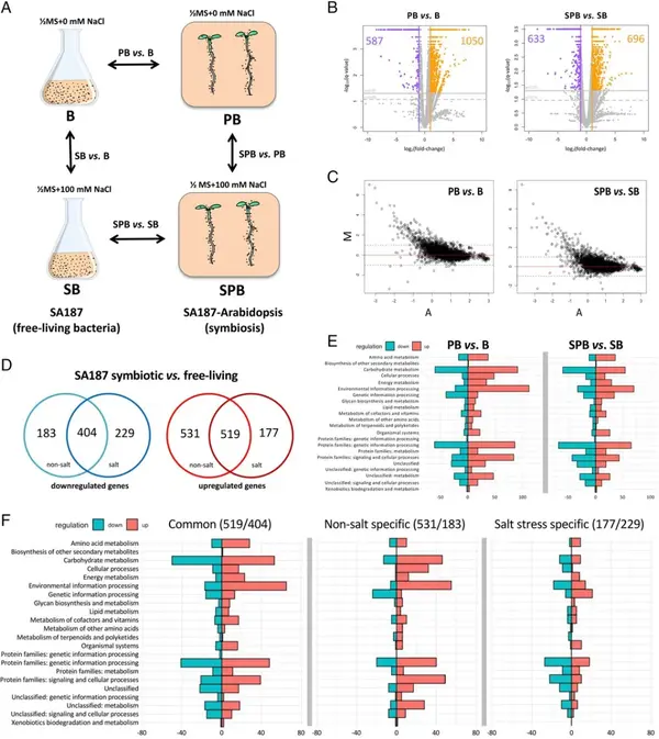 PNAS | 研究揭示硫代谢在内生菌诱导植物耐盐中的协调作用! - 知乎