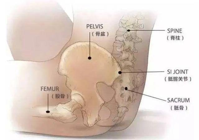 骶前是哪个部位图片图片