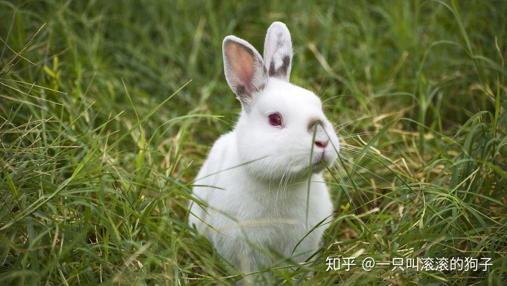如果兔子的眼睛不舒服生了眼病,建议还是不要给兔子随便滴人用的