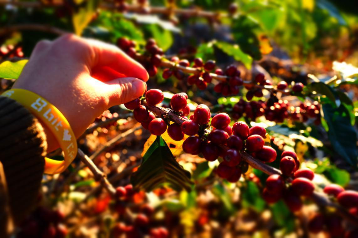 云南小粒咖啡的品质如何