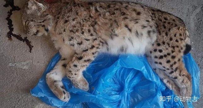 猞猁是国家二级保护动物,杀害猞猁触犯非法杀害珍贵,濒危野生动物罪