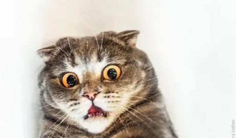 你家猫咪体内有心丝虫吗?