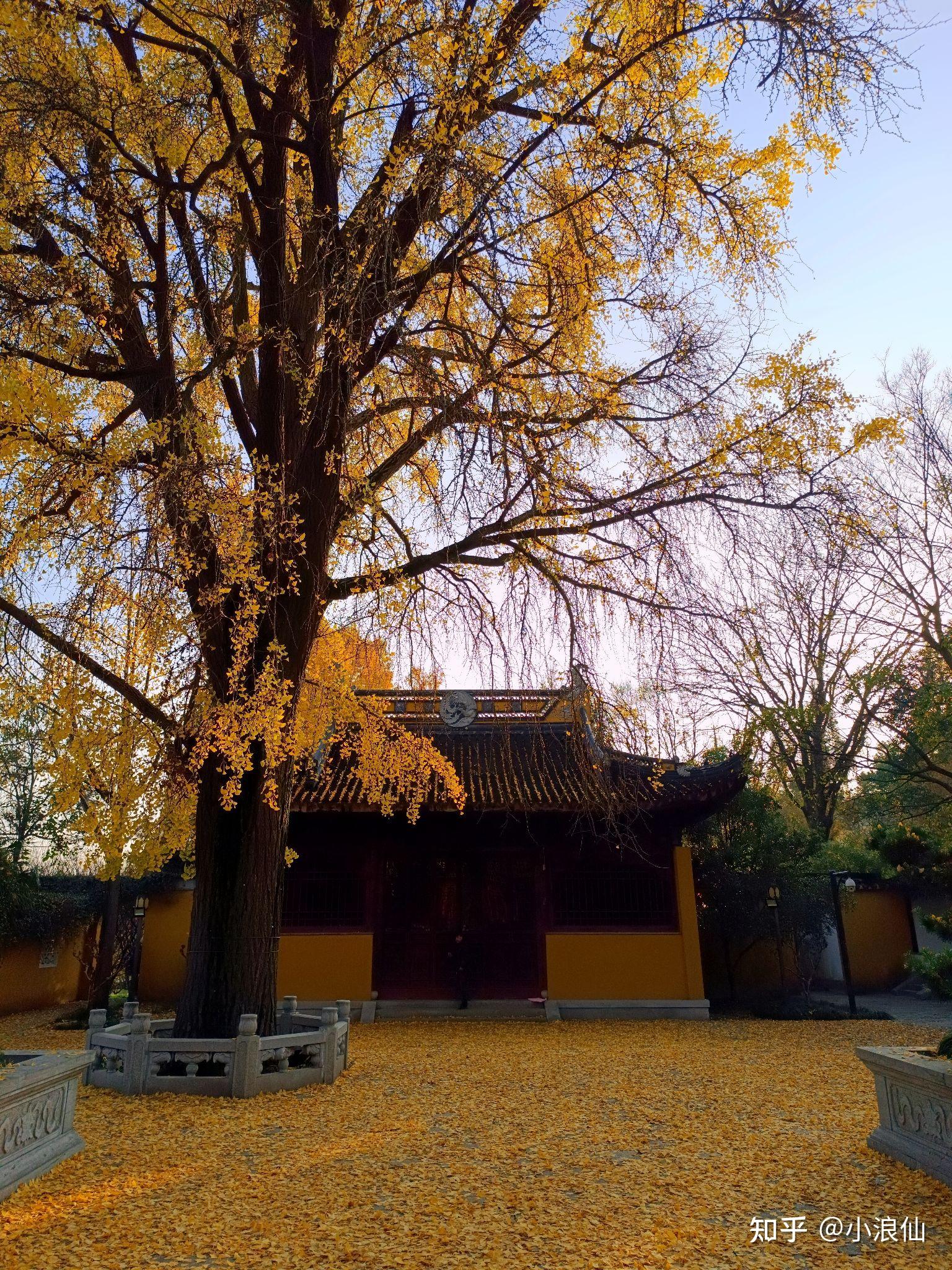 苏州上方山百年银杏染黄秋天～ - 知乎