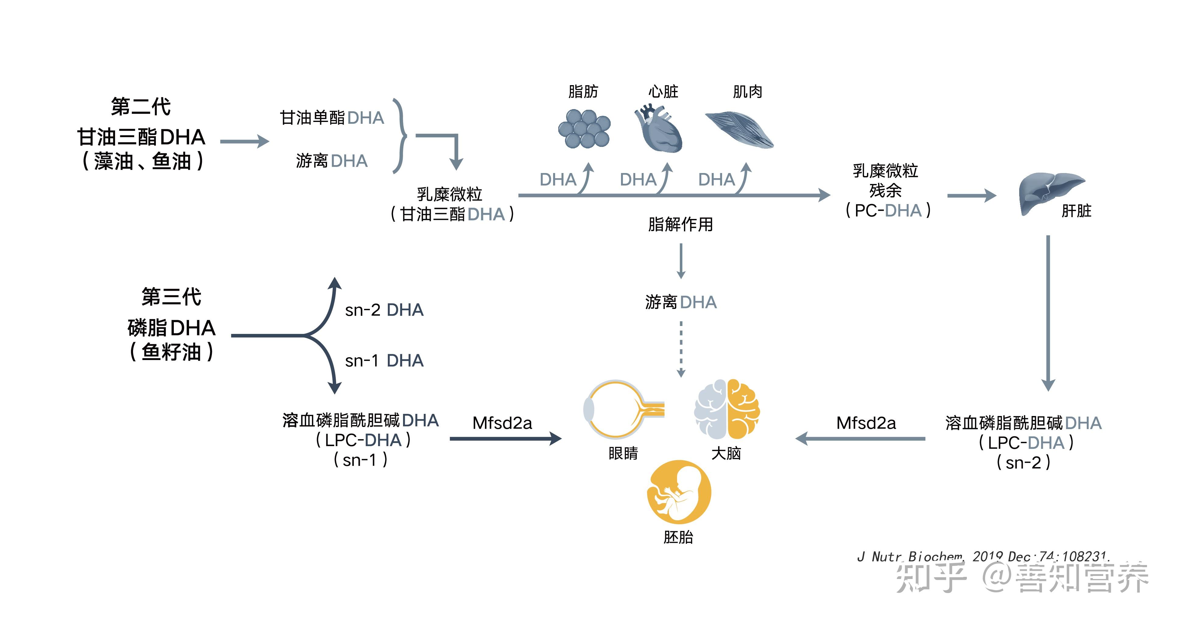 磷脂dha—特殊代谢路径,高效穿越胎盘屏障,血脑屏障和血眼屏障
