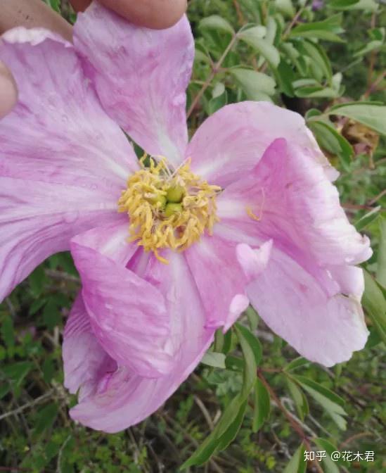 的牡丹资源,其南北均有野生牡丹广为分布,西南部则有黄牡丹,狭叶牡丹