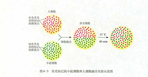 同位素示踪法图片