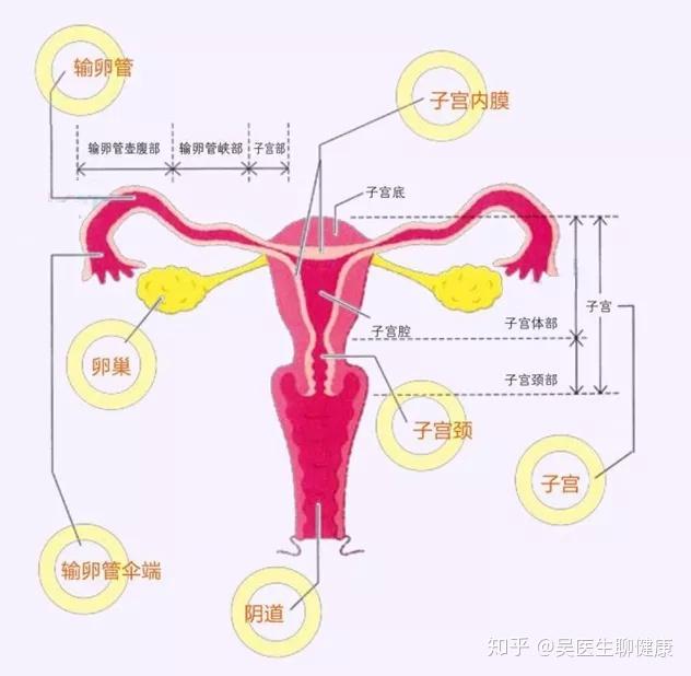 分别位于子宫的左右两侧,正常育龄女性的卵巢的大小大概是4cmx3cmx1cm
