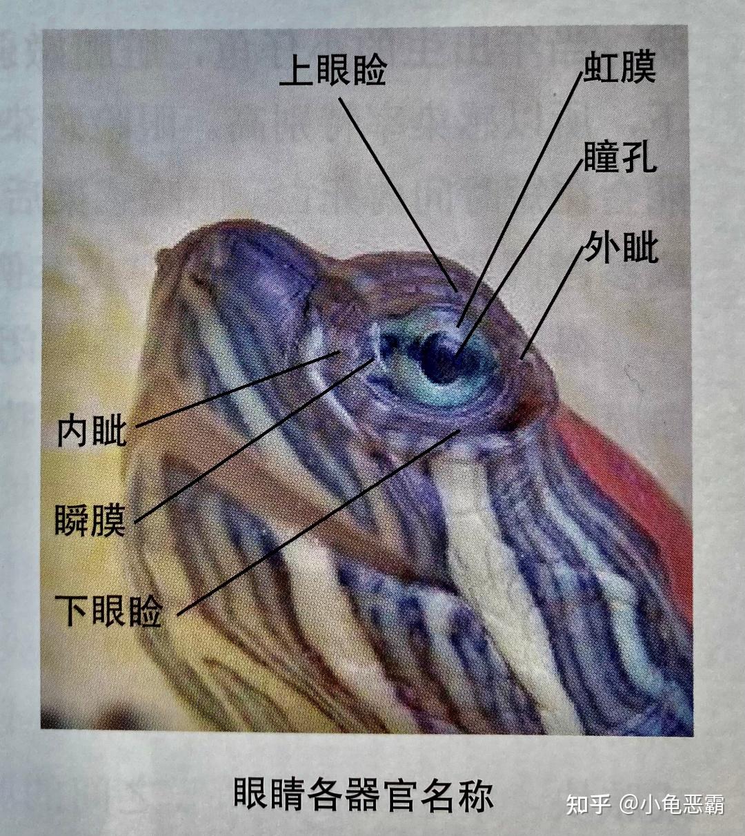龟龟怎么了?常见疾病的表现与诊断方法(下) - 知乎