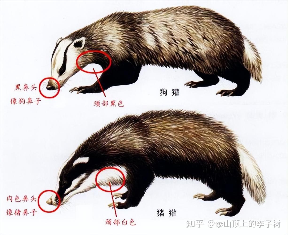 多尔衮薨后，顺治帝对他毁墓掘尸，他唯一的儿子结局如何? - 知乎