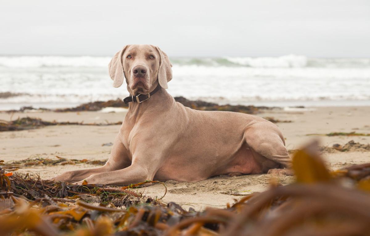 如 德牧,雪纳瑞,拳师,杜宾,罗威纳,波音达,大丹等,都在世界上享有