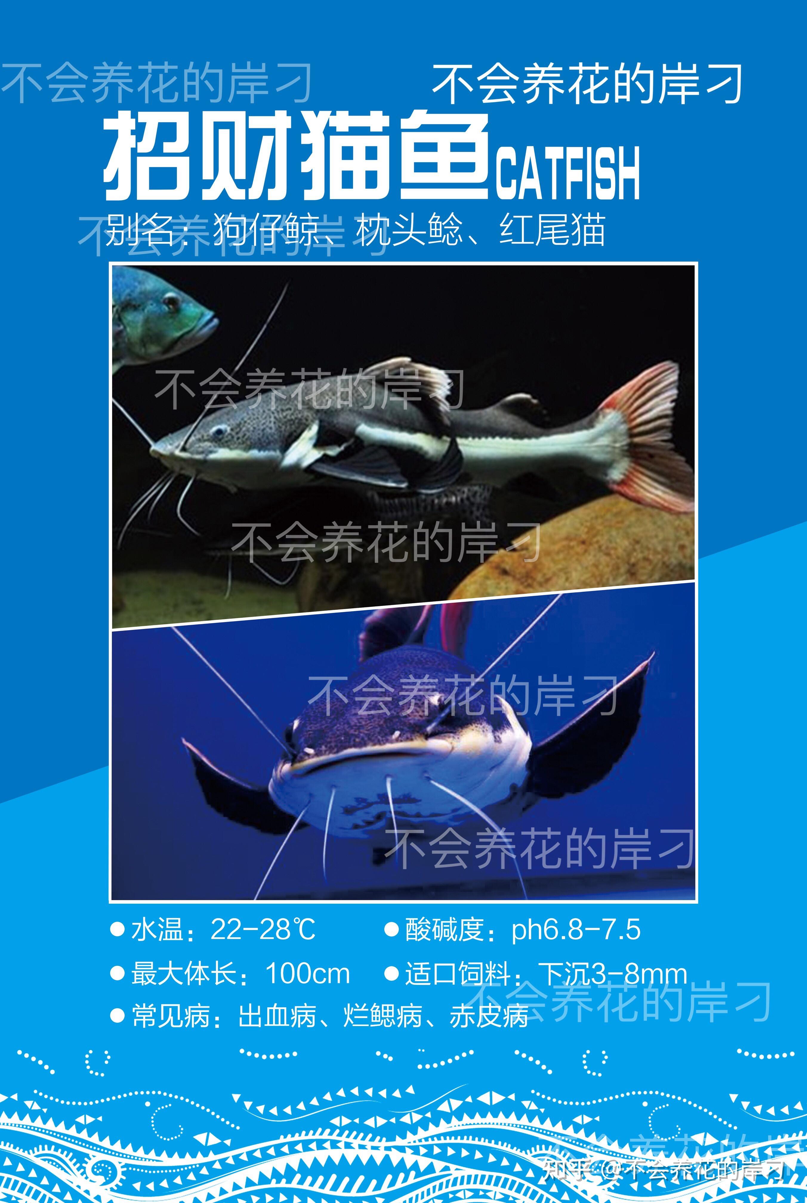 水族宠物百科图鉴之招财猫鱼