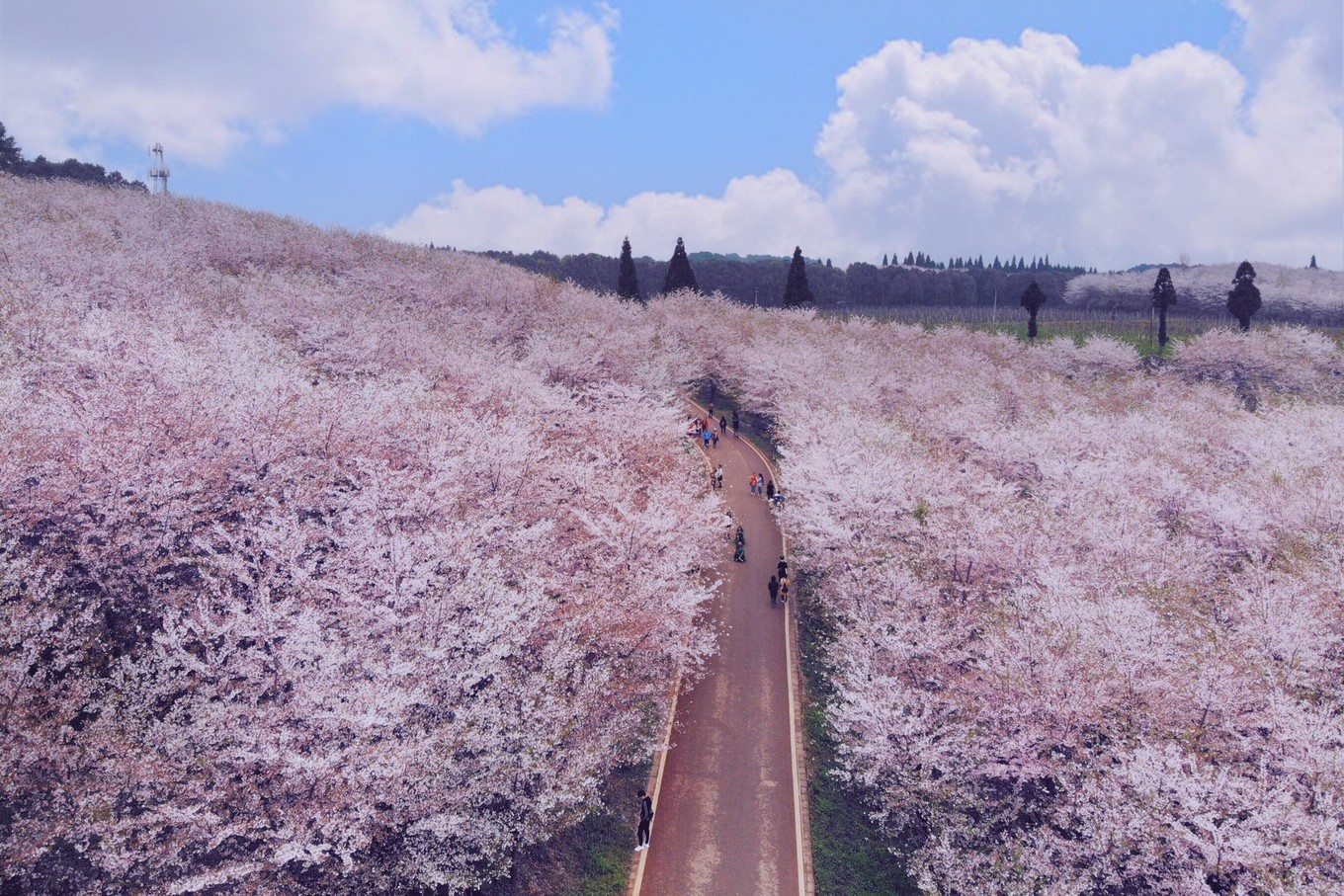 每年3月中旬至5月初举办鼋头渚国际樱花节,推荐樱花谷,充山隐秀,长春