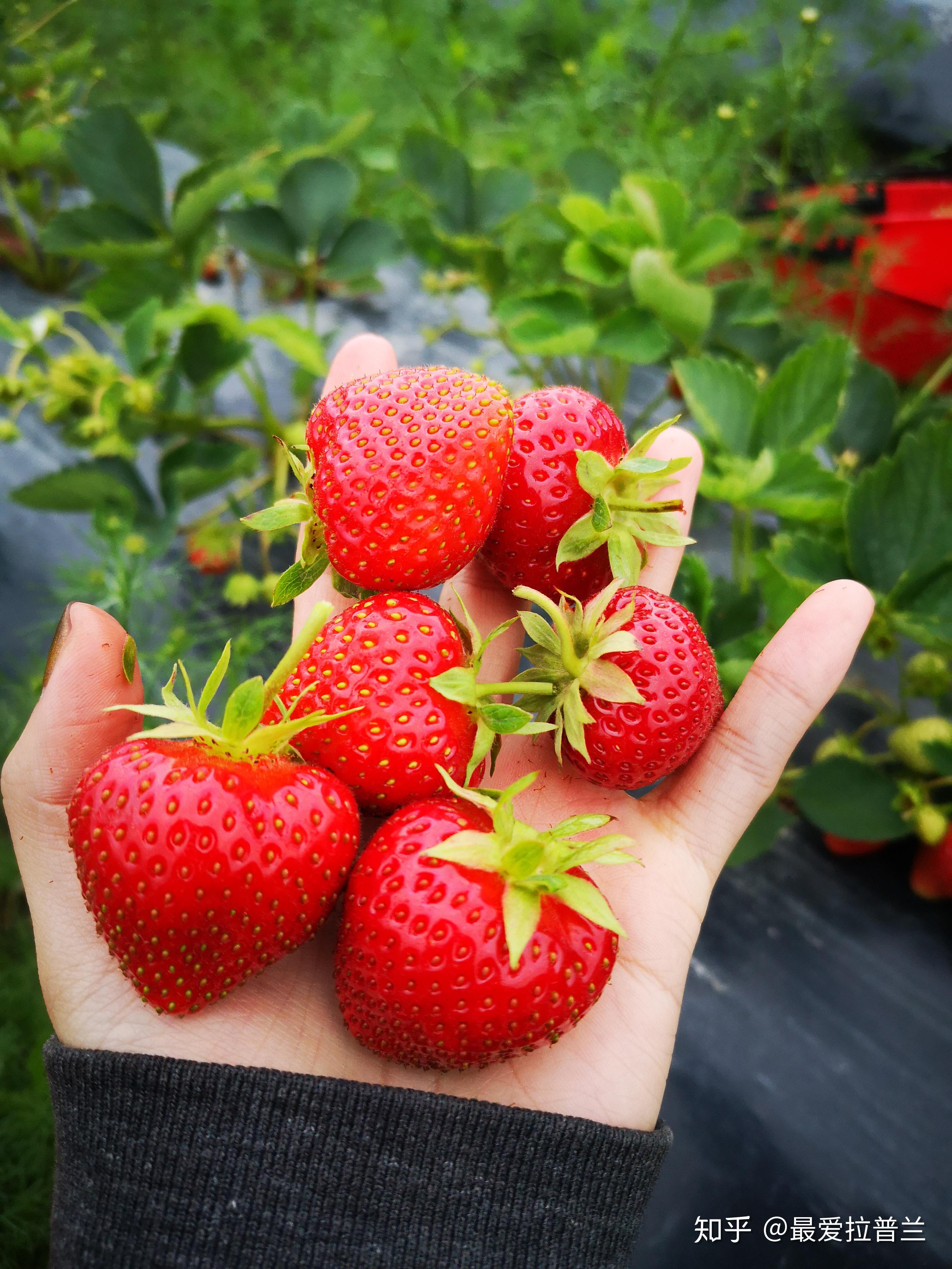 草莓圈分享草莓幼苗什么时候施肥？草莓苗施肥用什么肥料好？ - 知乎