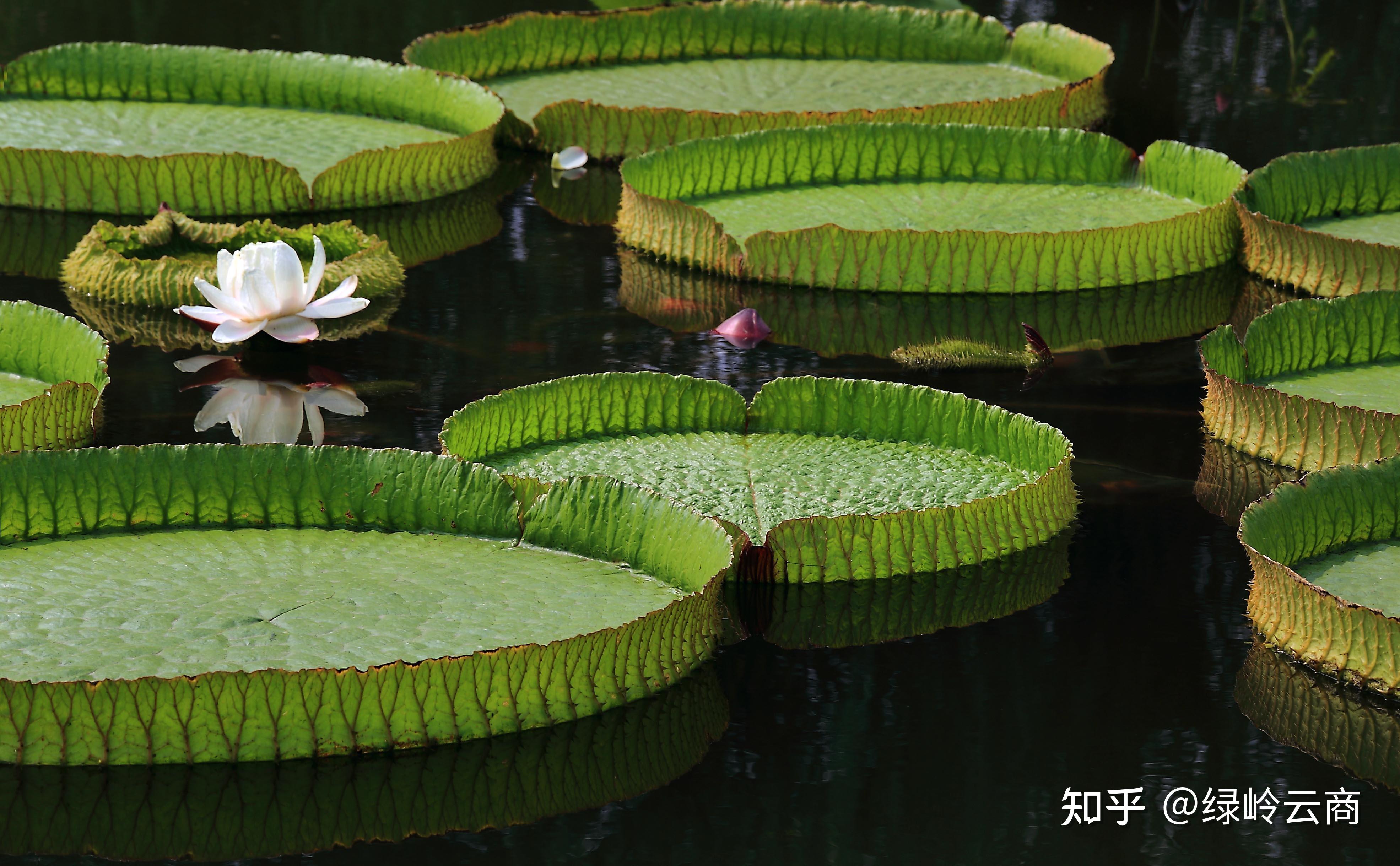 水生植物照片图片