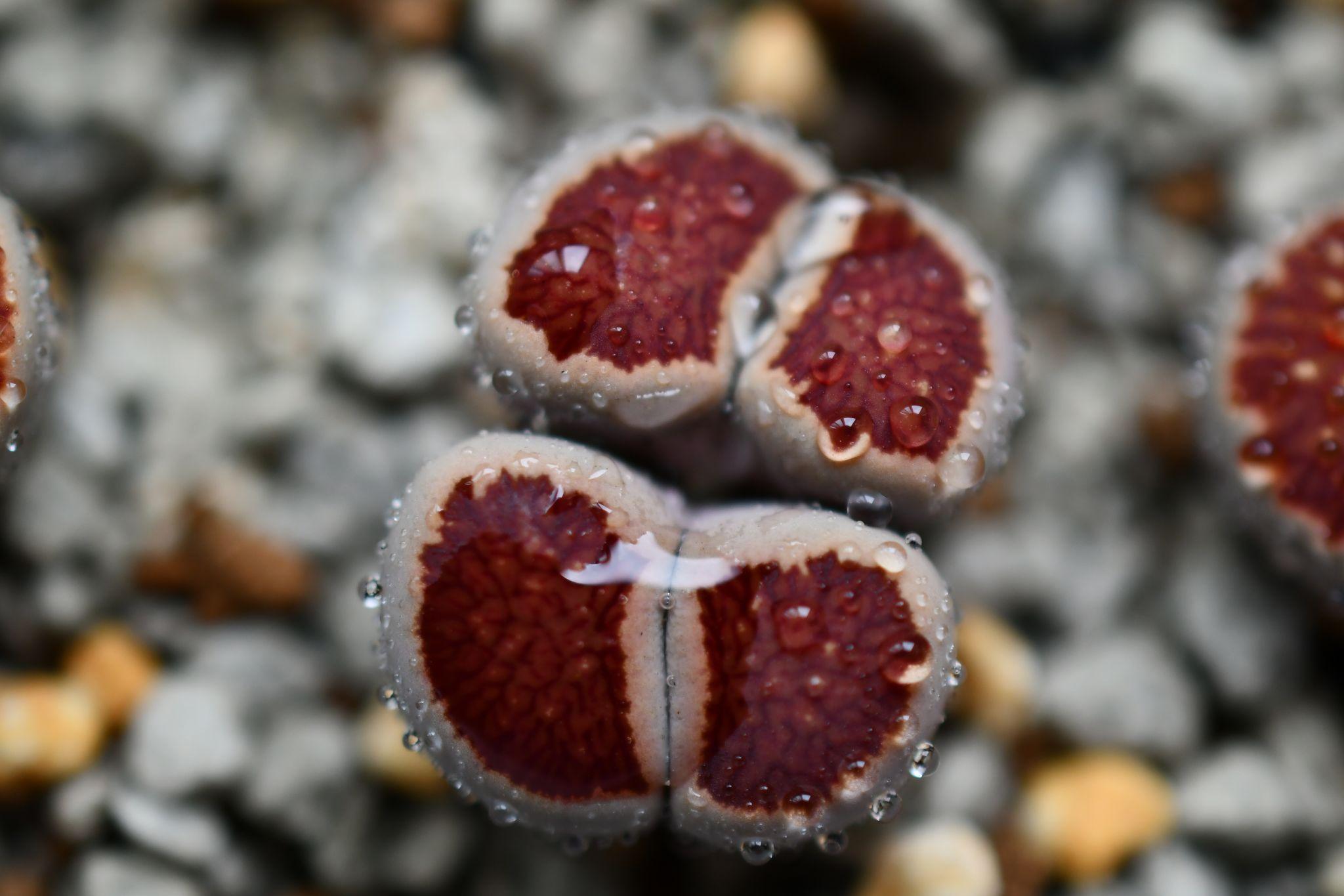 猪的多肉:原始卡罗拉(又叫原卡,野卡)多肉植物