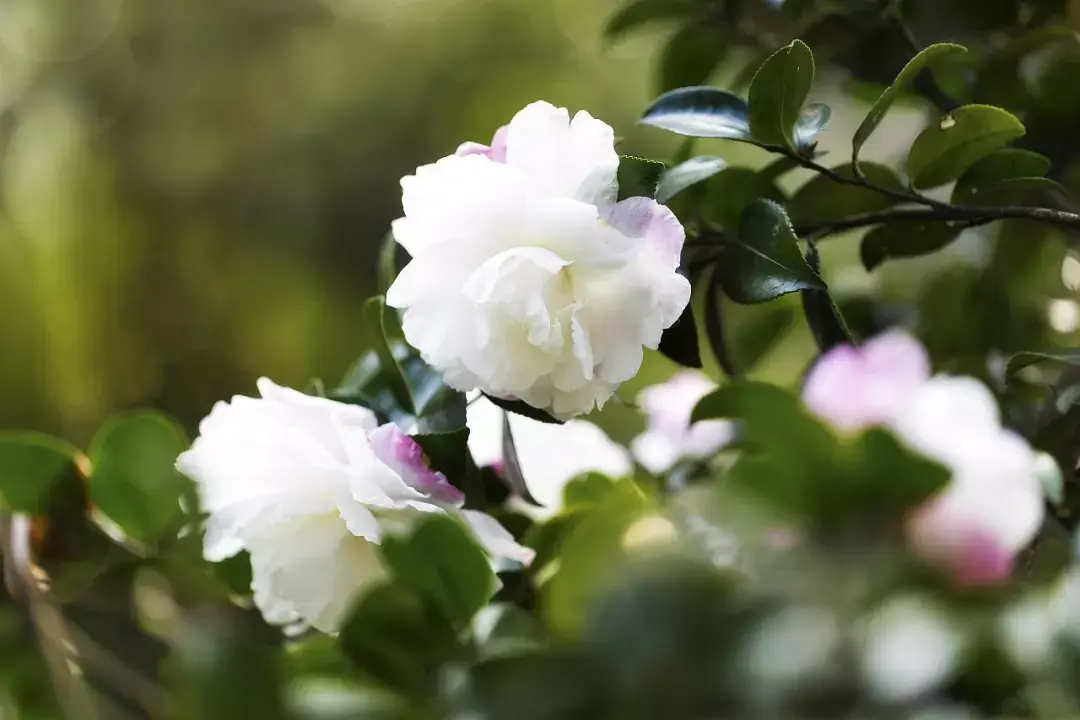 茶花詩詞賞析 - 知乎