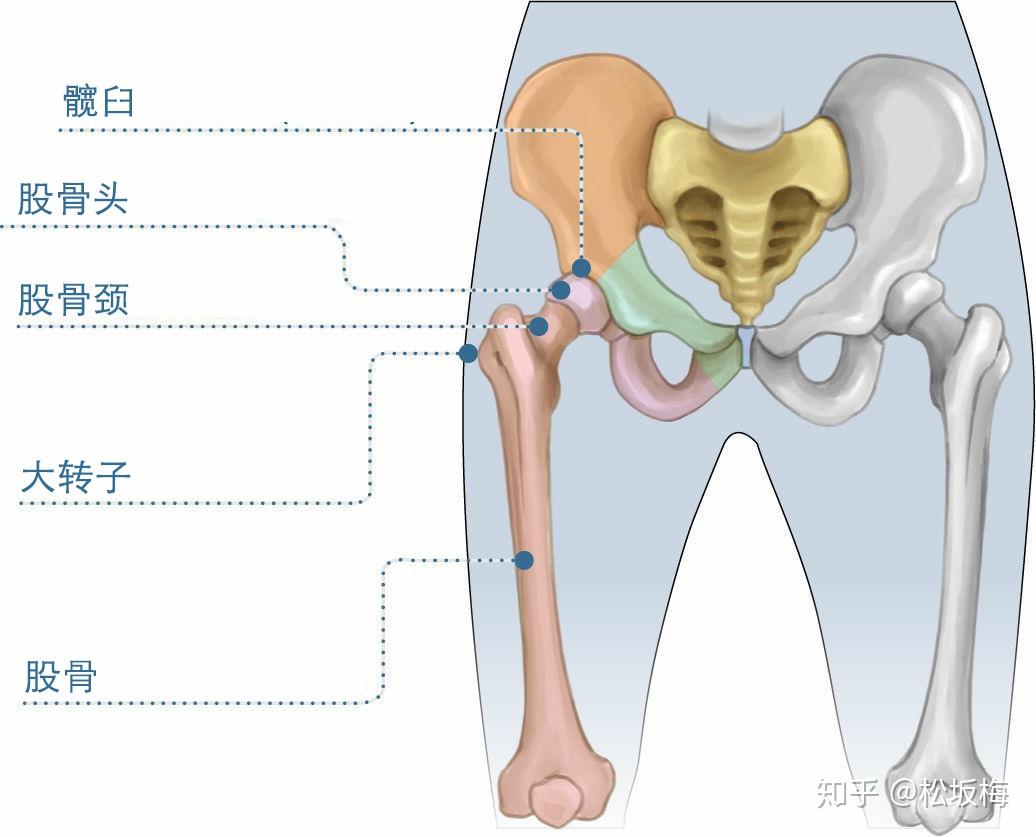 骨盆的一侧是髋臼和股骨,包括股骨头,股骨颈,大转子和股骨