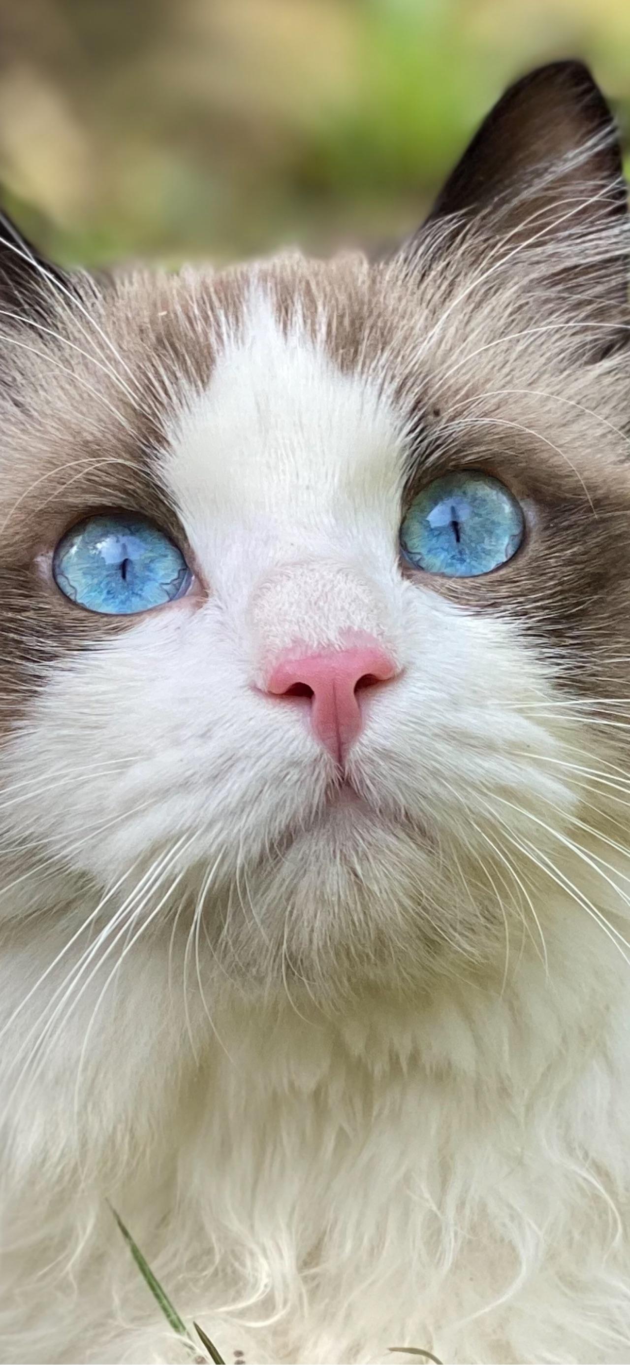 可以看一下你们家猫咪眼睛最圆的时候吗? - 知乎