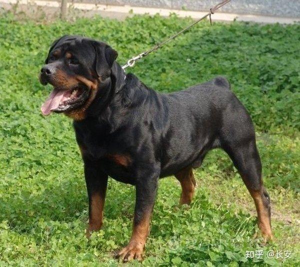 全球十大猛犬排名，藏獒前三都进不了，你猜猜第一名猛犬? - 知乎