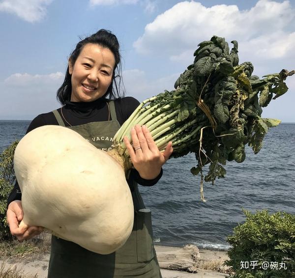 芜菁 圣护院大根和圣护院芜菁到底有啥区别呢 知乎