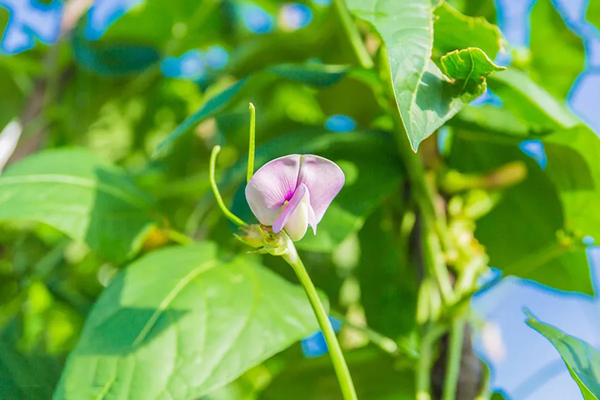 中国人花式吃豆 哪一碗是你的菜 知乎