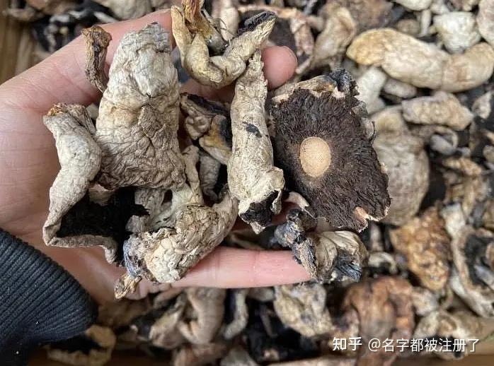 新疆哈密-----巴里坤野蘑菇96