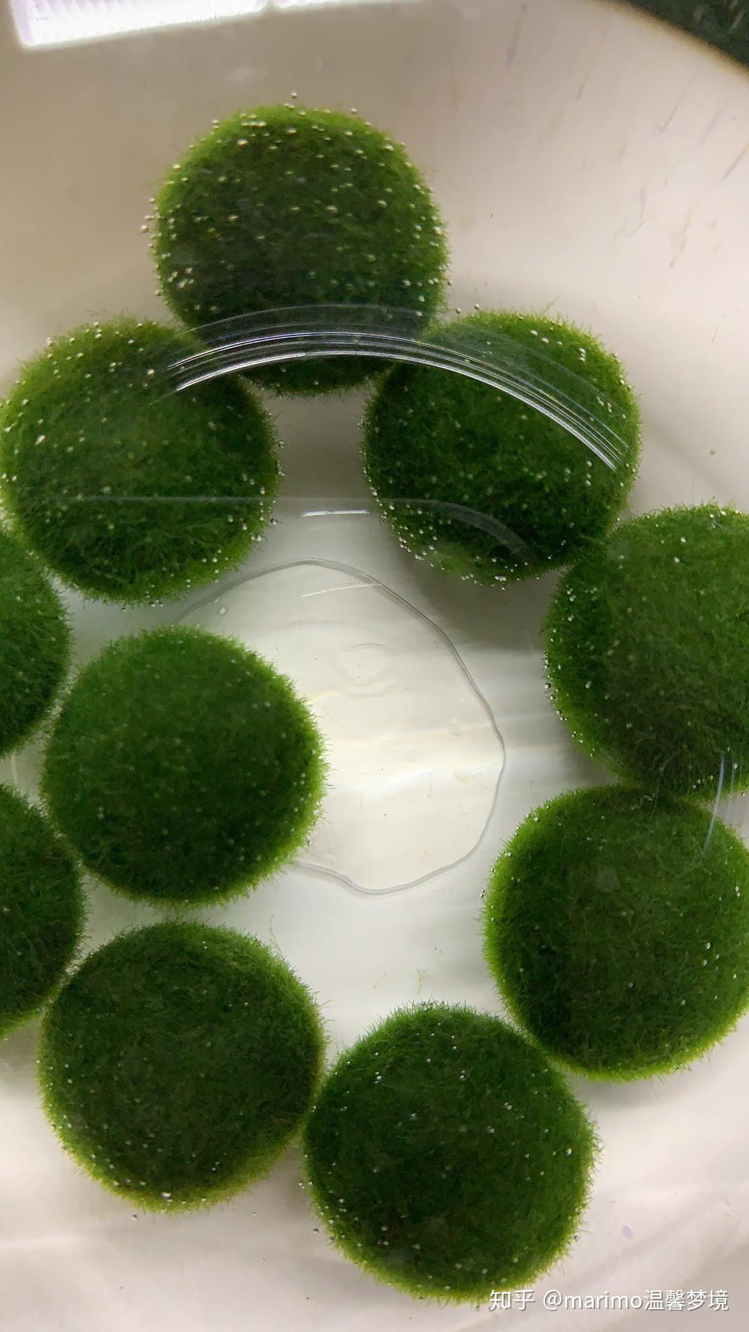 海藻球如何过夏天