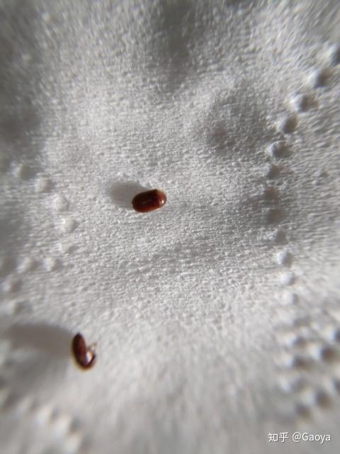 墙上地板上棕色带壳虫咬人