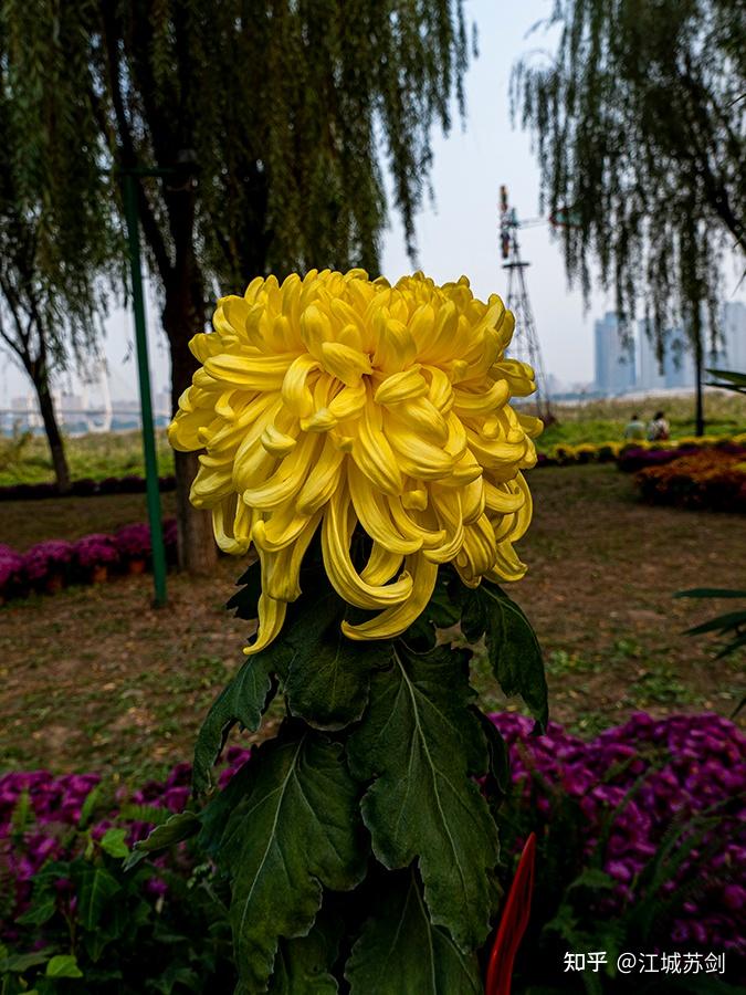 武汉花卉展图片