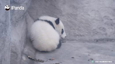 咕咕是什么的叫声 v2-c79cae3b9d13aa24e8dd1ab36dfad8db_b.jpg