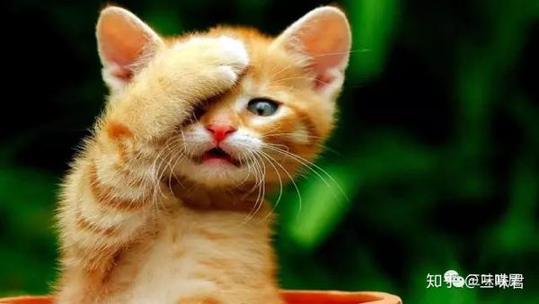 选择猫咪时 需要注意什么 知乎
