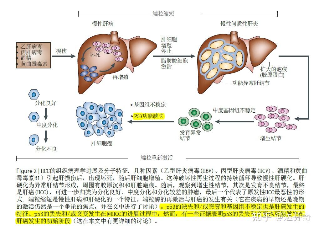 乙肝病毒诱发肝癌的原罪:让肿瘤卫士p53基因变节!