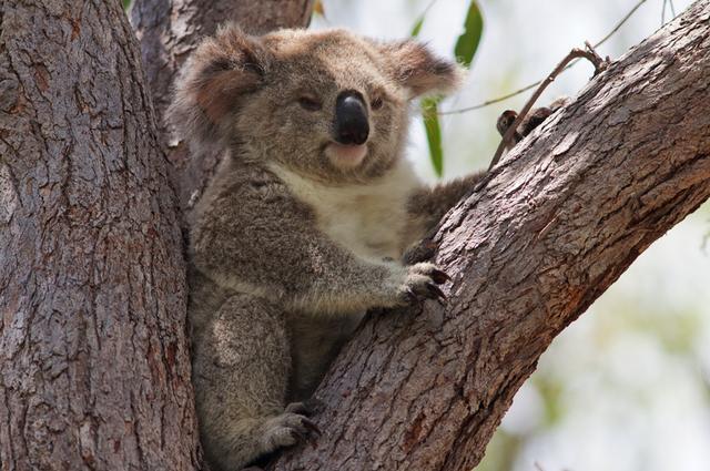 澳大利亚旅游有哪些值得去的地方?大致攻略是
