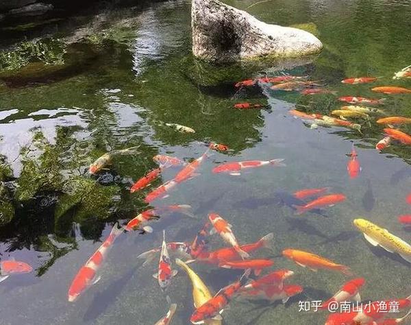 19最新的锦鲤鱼池过滤系统那种最好 那种最优化 锦鲤鱼池植物过滤效果怎么样 北庭网