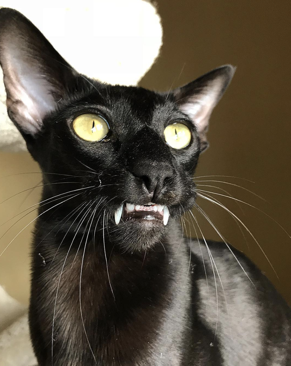 吸猫大会:东方短毛猫dexter