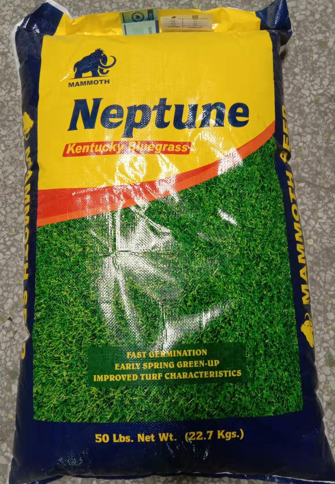 优质高档早熟禾-海神(Neptune) - 知乎