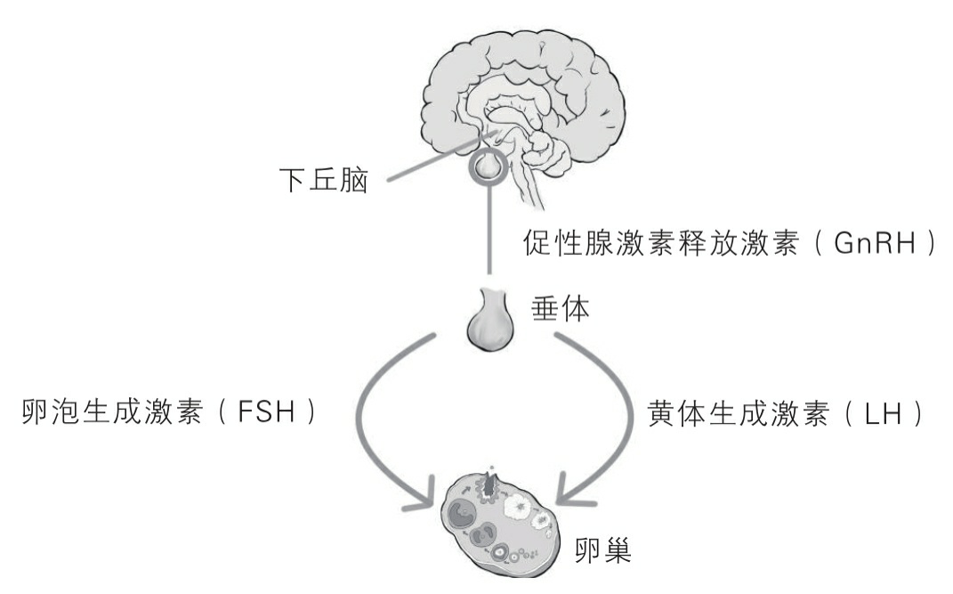 卵巢在下丘脑和垂体的指挥下从休眠状态进入活跃状态, 卵泡开始发育