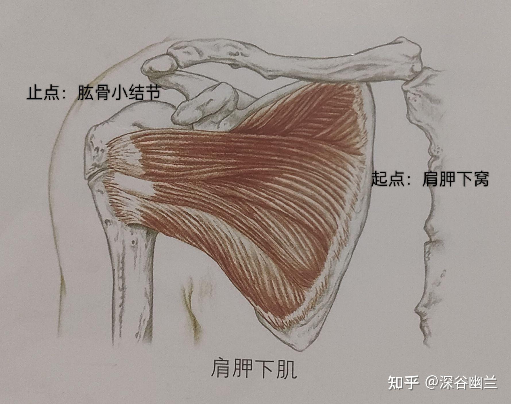 肱三頭肌是強有