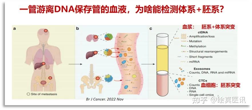 绘真科普丨答你所问,BRCA1/2基因胚系与体系突变,都是啥?咋检测…… - 知乎