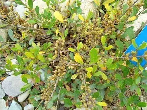 中华蚊母的鉴赏与养护管理