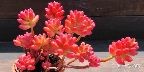 多肉小白 多肉植物的种类 知乎