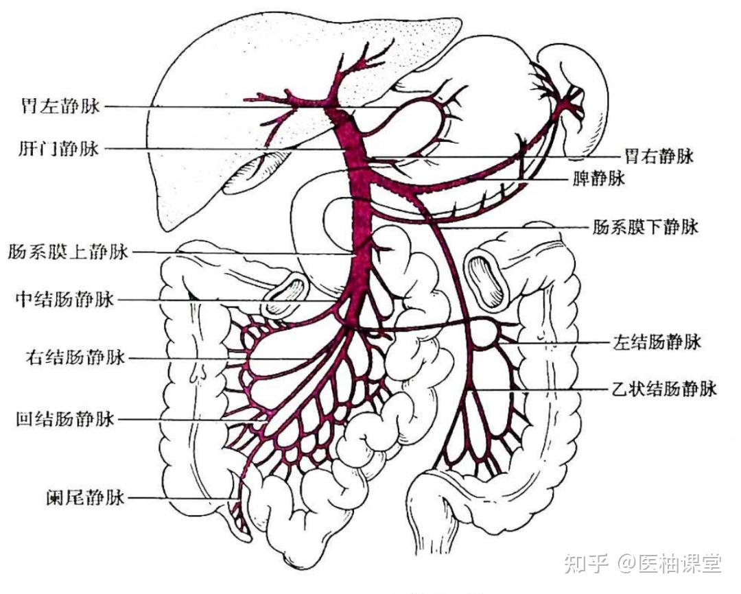 局部解剖学 腹部 — 结肠上区（胰、脾、肝门静脉） - 知乎
