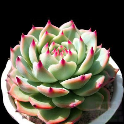 吉娃娃养护知识 知乎