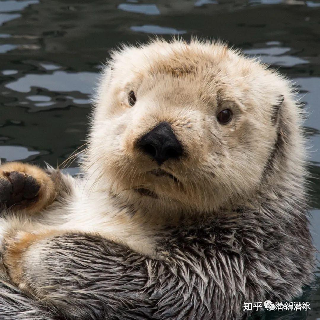 海獭:我不允许我的前爪空着,所以我要给它找点事儿做 - 知乎