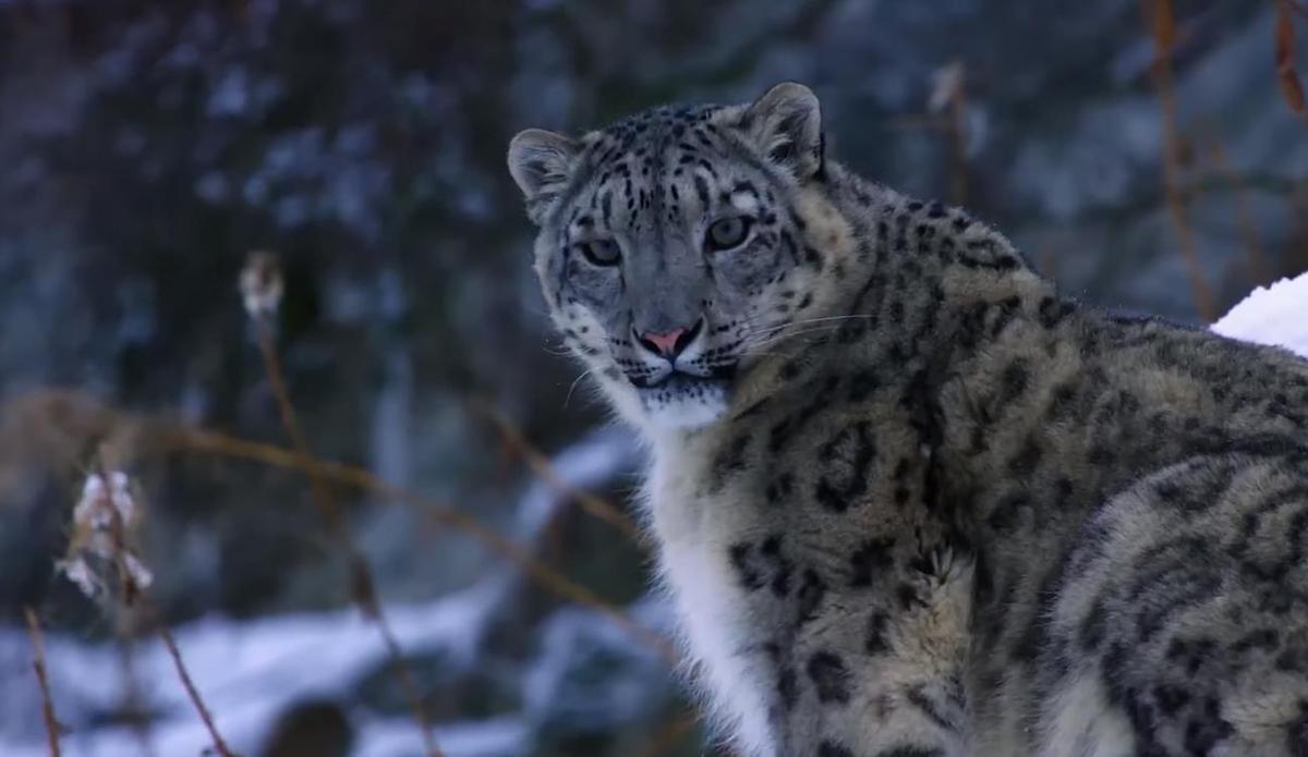 西藏一雪豹闯入羊圈开启杀神模式一天之内咬死42只羊